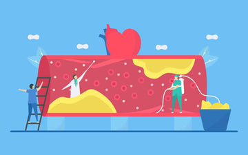 Complete Guide To Testing & Understanding Your Cholesterol - LabMe