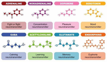 How An Imbalance In Neurotransmitters Powerfully Affects Your Mental Wellness - LabMe