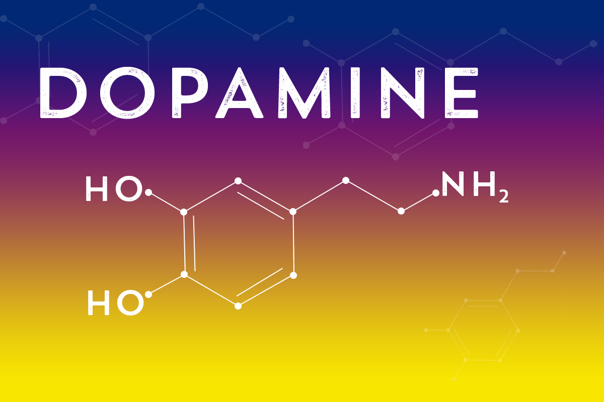 L-Tyrosine: Does It Really Increase Dopamine In The Brain? - Lab Me